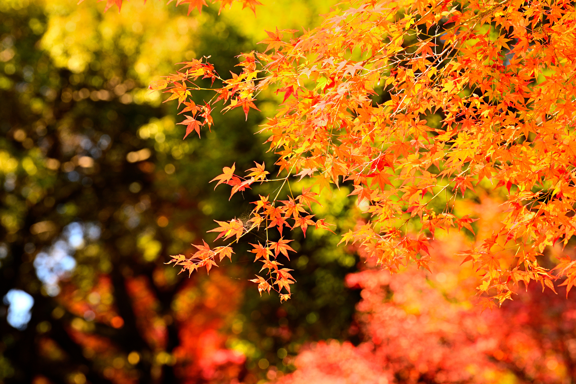 関東紅葉穴場スポットから定番まで！SNS映えも◎な絶景紅葉